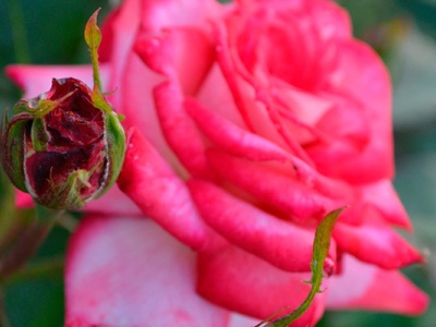 Саженцы чайно-гибридных роз в магазинах на FlowerKat