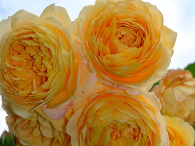 Саженцы английских роз в магазинах на Flowerkat 