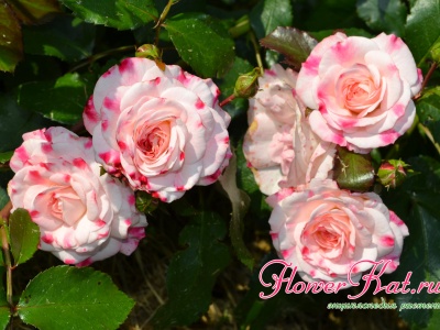 Розы флорибунда в магазинах на FlowerKat 