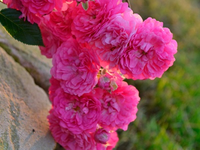 Почвопокровные розы - саженцы на Flowerkat 