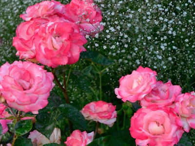 Саженцы роз спрей купить в магазинах на FlowerKat