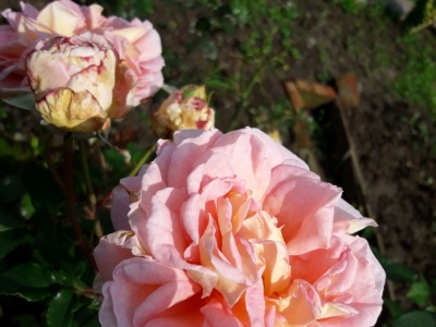 Цветение розы Абрахам Дерби - фото