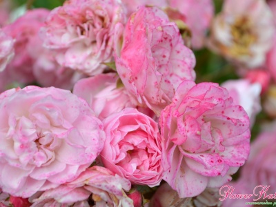 Роза Хевенли Пинк - пик цветения фото