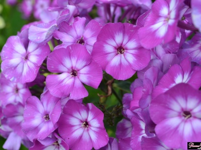 Фотография цветения флокса Вильгельм Кесселриг