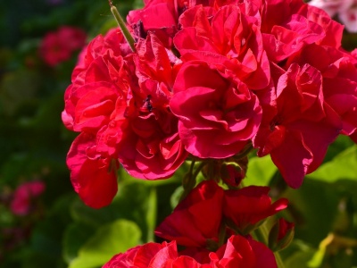 Пеларгония сорт PAC Foxy - в пик цветения фотография