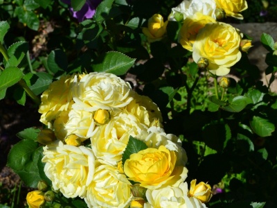 Роза Голден Бордер - фото соцветия на молодом саженце