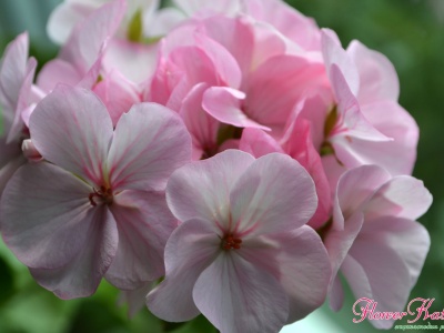 Фото цветущей пеларгонии сорта Ярка