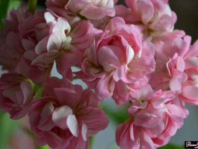 Пеларгония розоцветная сорт «Anita» - фото соцветия