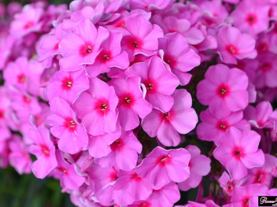 Продаю Флокс сорт «Фондант Фенси» - фото цветения