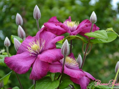 Клематис Виль де Лион - фото цветения