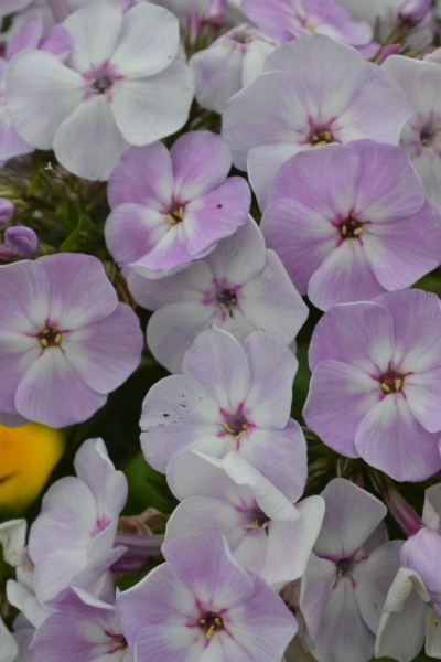 Фото цветения флокса метельчатого Ханс Волмолер