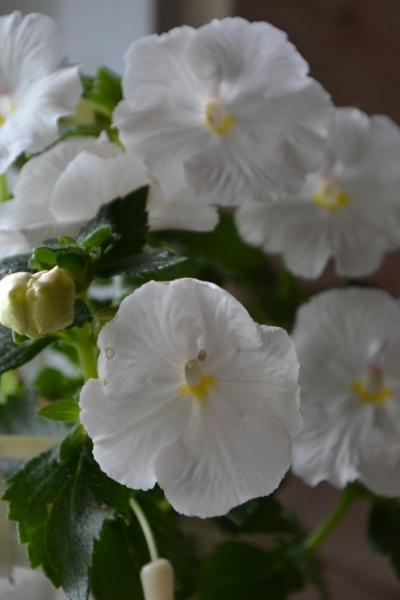 Ахименес White Glory - крупноцветковый сорт с продолжительным цветением