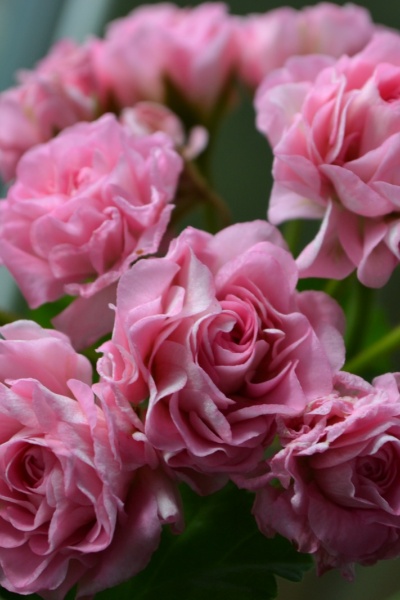 Пеларгония Австралиан Пинк - фото цветения