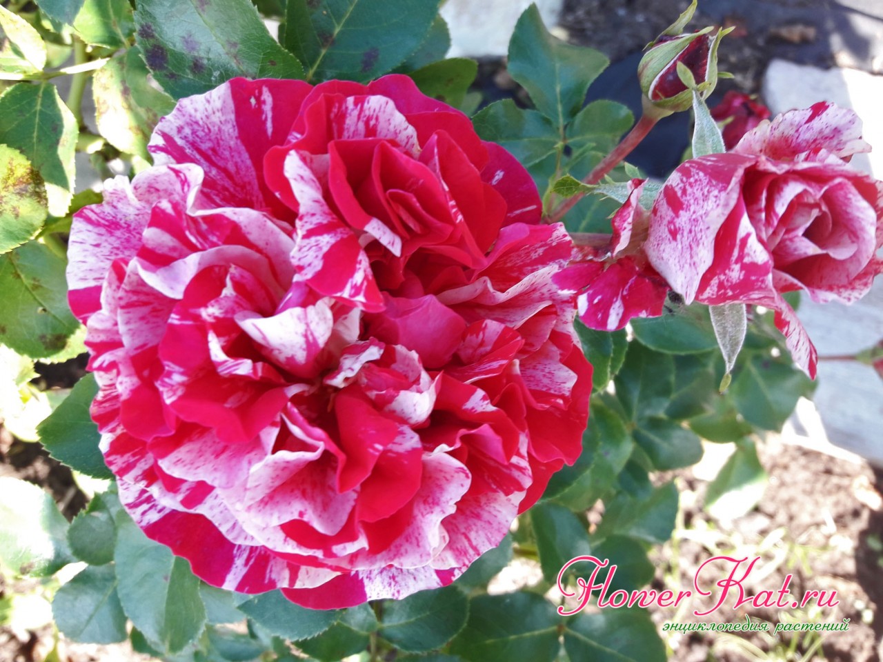 Окраска розы Инес Састре - фотография цветка крупным планом