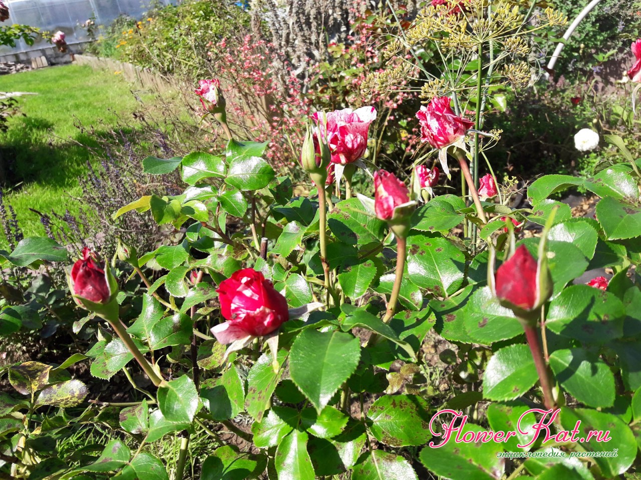 Фото куста розы Инес Састре - его высота в Средней полосе не превышает 1,5 метра
