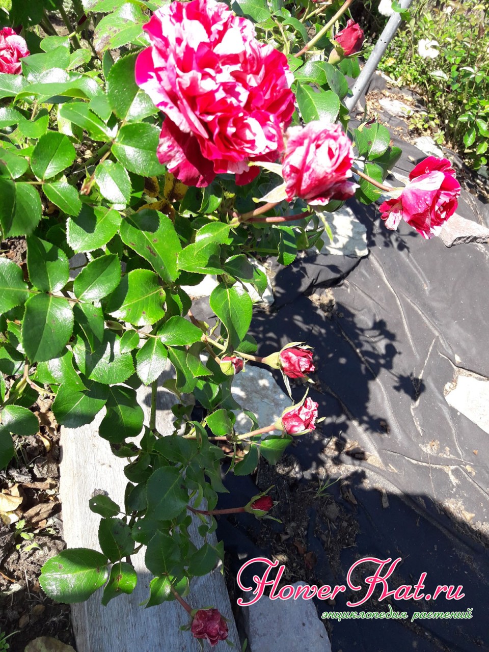 Роза Инес Састре цветет в две волны - фото второй волны
