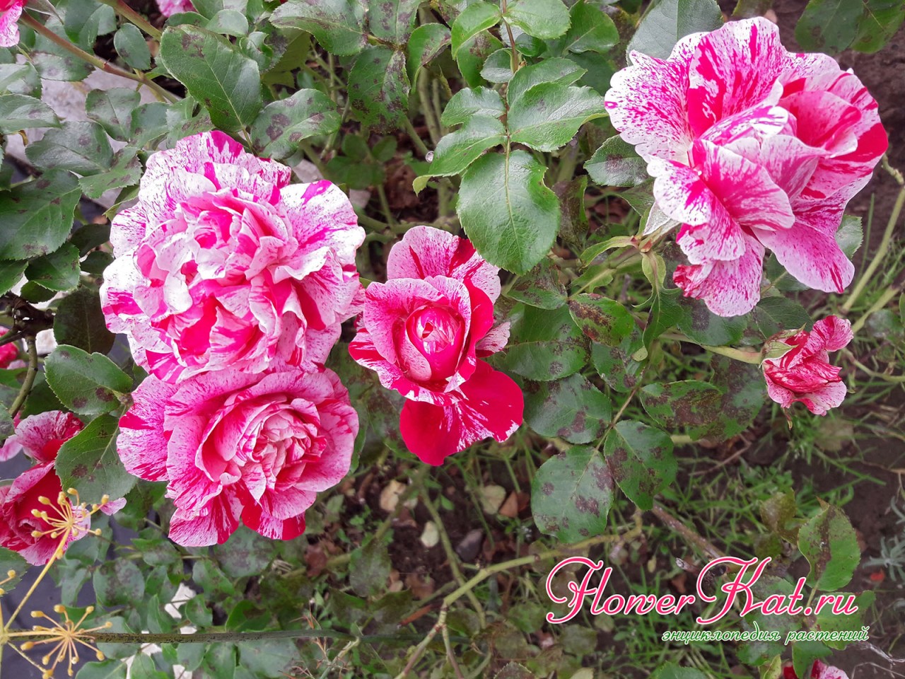 Фото цветущей розы  Ines Sastre со следами заболевания черной пятнистостью