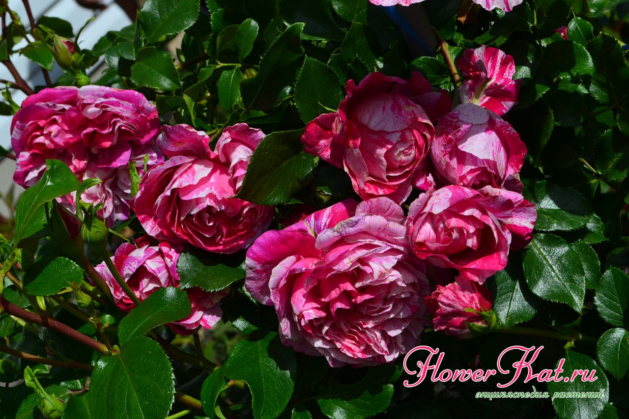 Первая волна цветения розы Инес Састре - фото