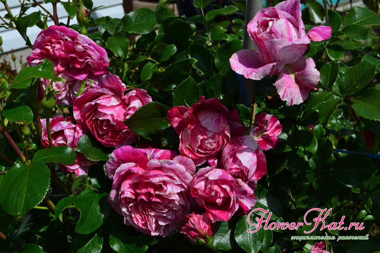 Обильное цветение розы Инес Састре
