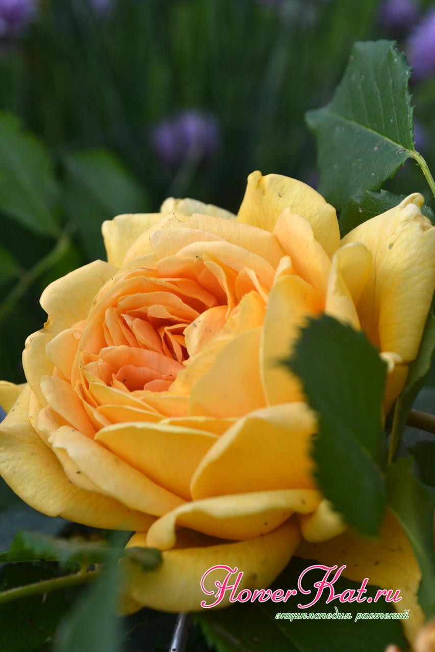 Более глубокий золотой оттенок в центре цветка розы Голден Селебрейшен - фотография