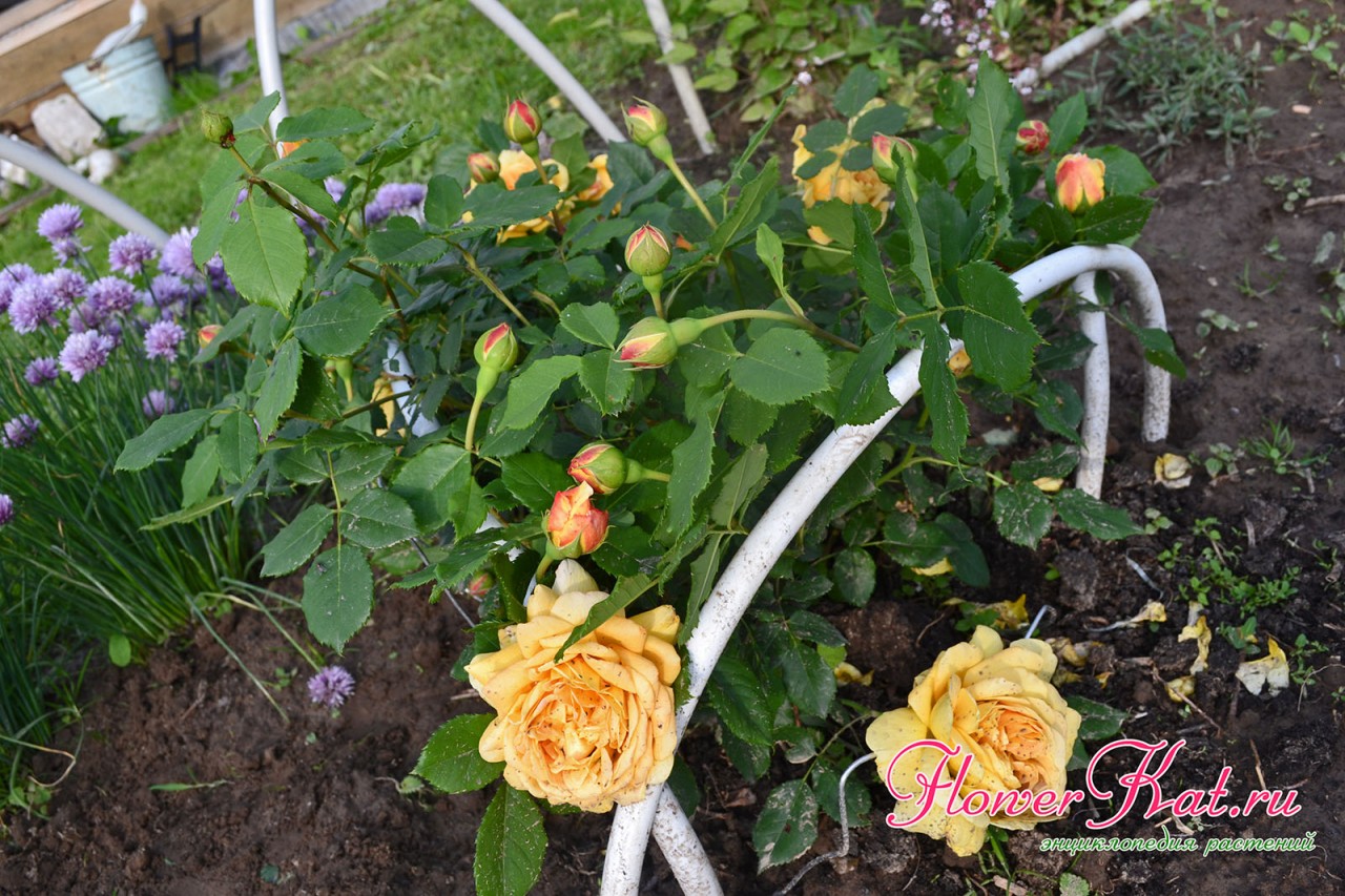 Цветы на нижних ветках розы Голден Селебрейшен могут пачкаться при осадках - фото