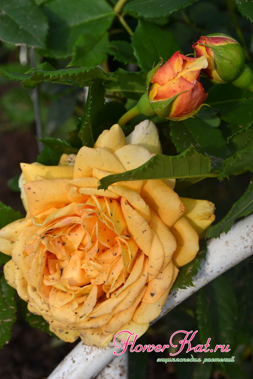 Совершаенная форма цветков и бутонов розы Голден Селебрейшен