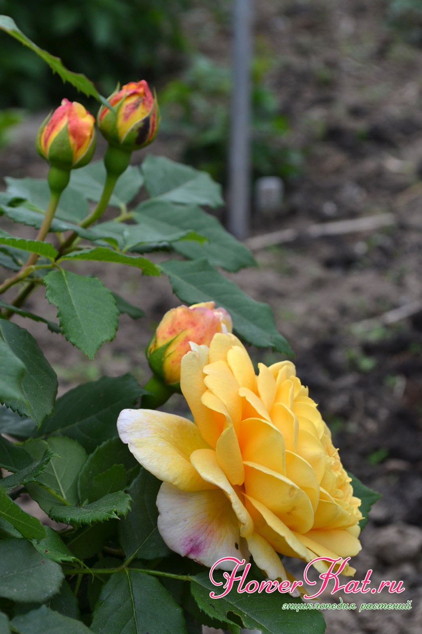 Начало цветения розы Голден Селебрейшен - фото