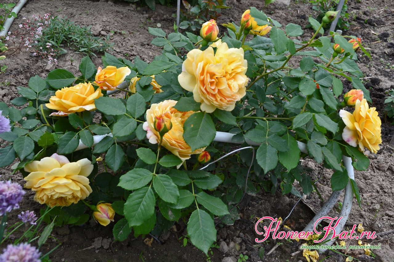 Размеры куста розы Golden Celebration  - фото