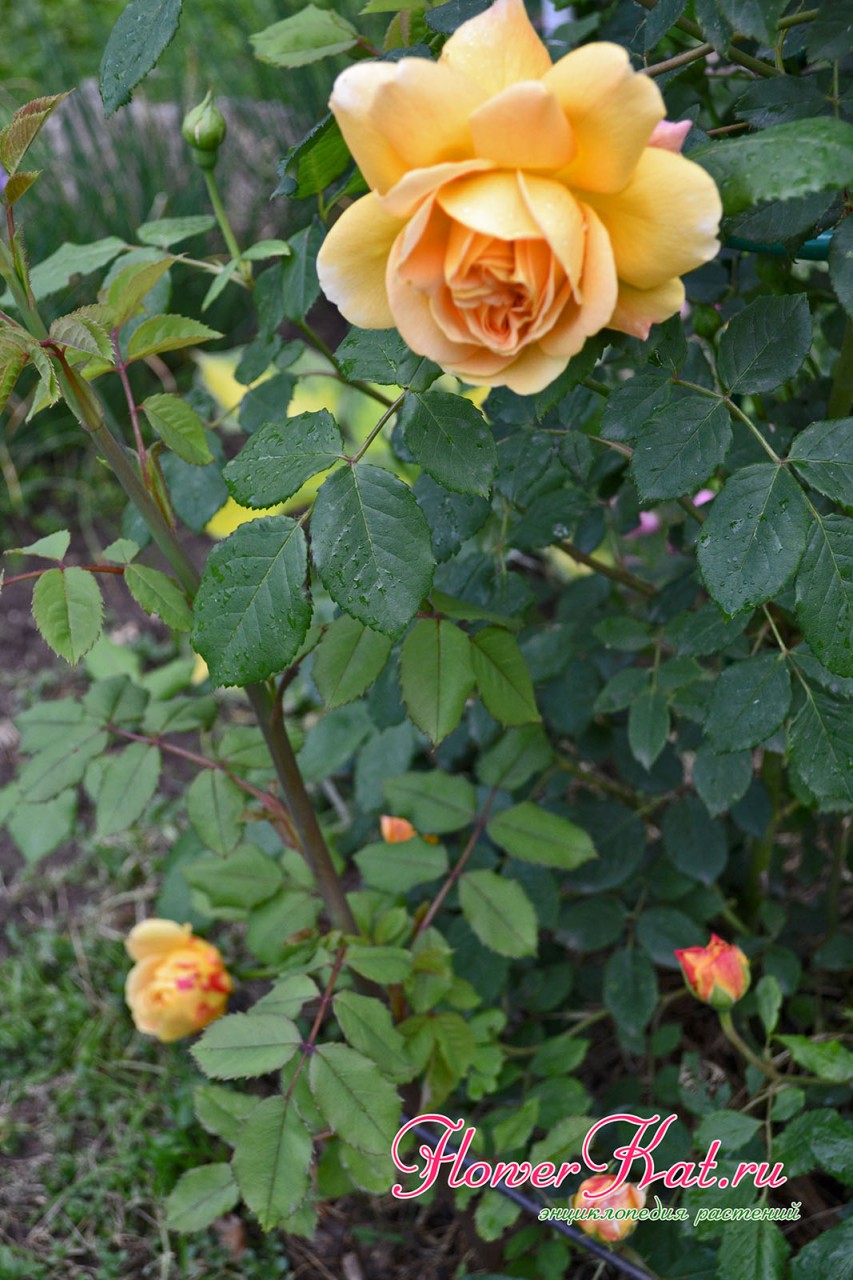Персиковые и розоватые тона на цветах розы Голден Селебрейшен - фото