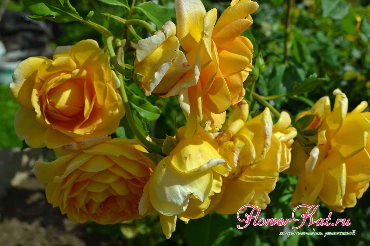 Фотография соцветия розы Голден Селебрейшен