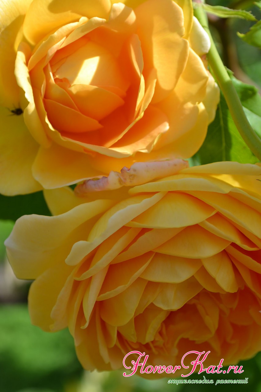 Теплые золотые оттенки на лепестках розы Голден Селебрейшен