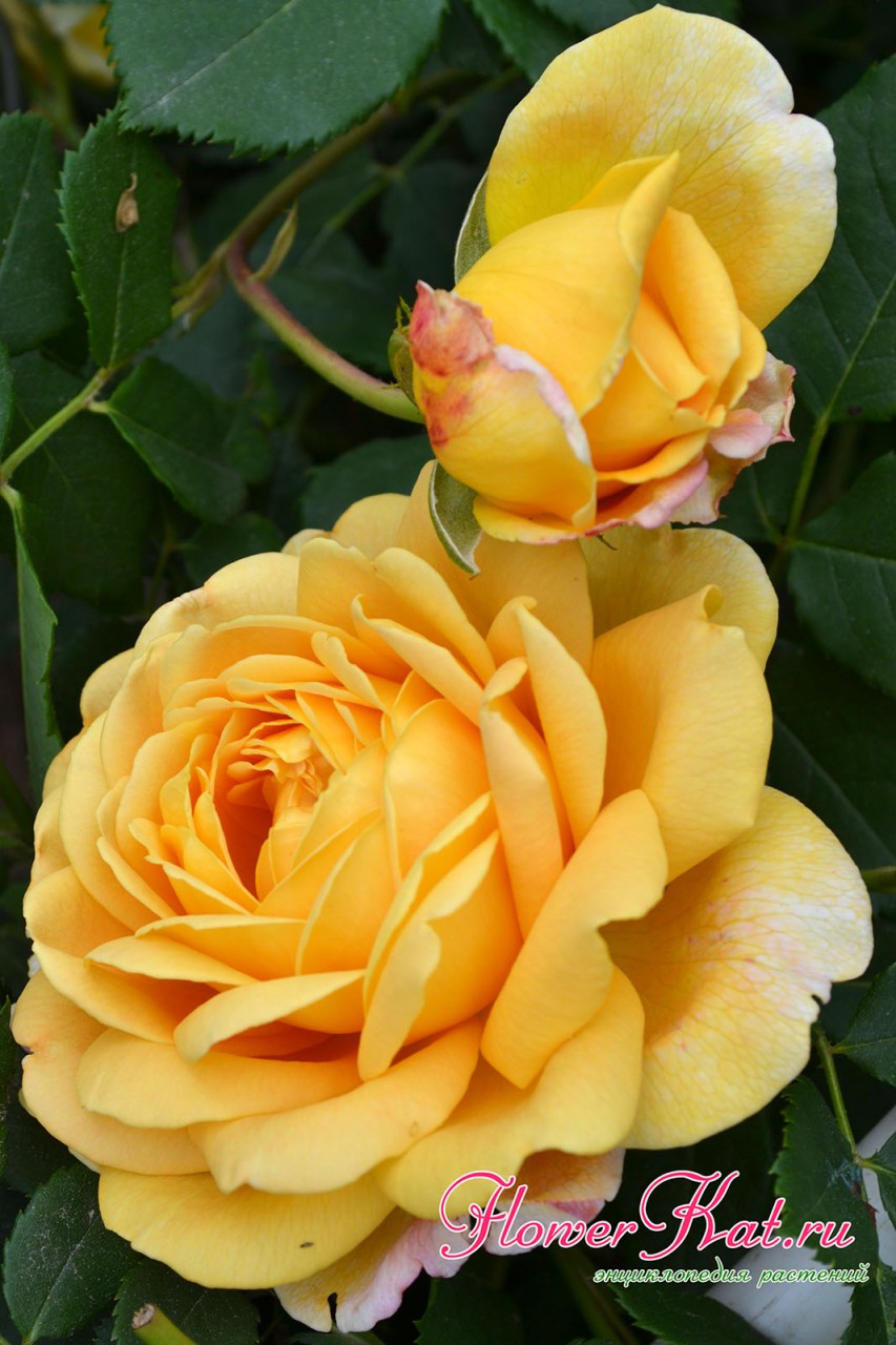 Бутон и распустившийся цветок розы Голден Селебрейшен - фотография