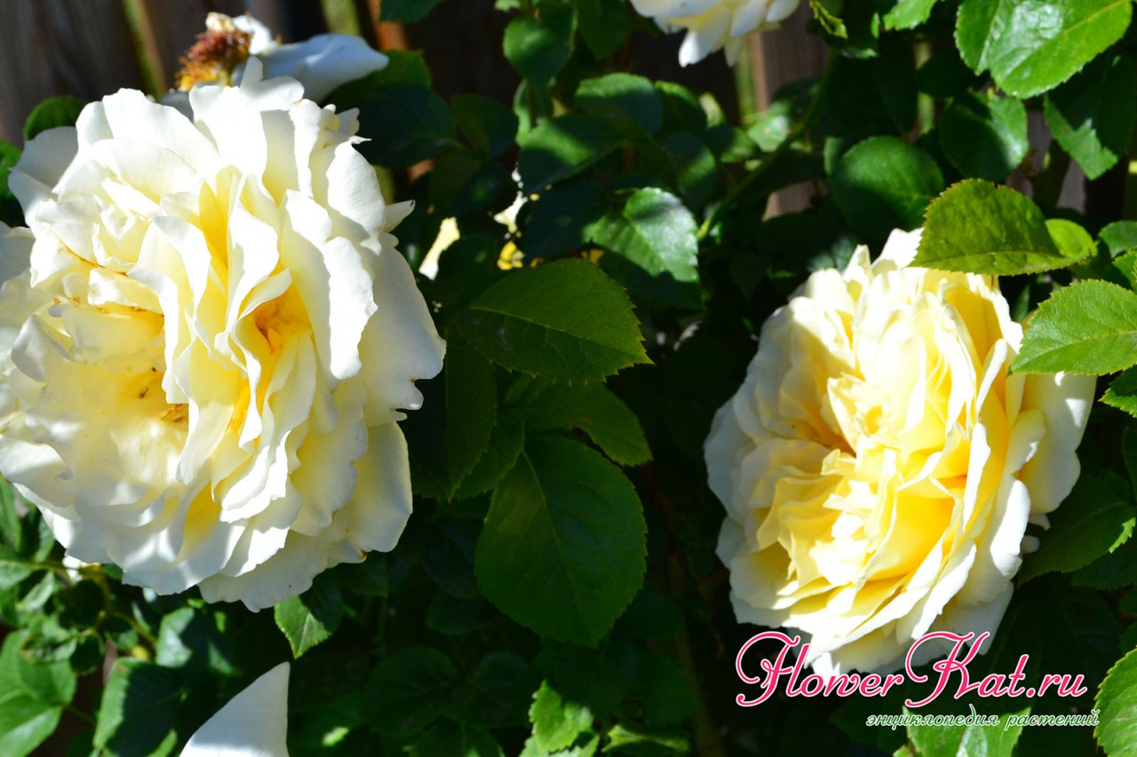 Фотография розы Сирано де Биржерак, купленной в питомнике Розы Вдохновения