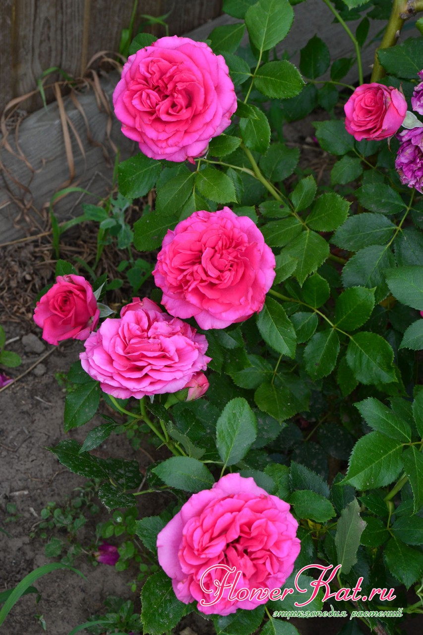 Фотография цветущей розы Лагуна из питомника Розы Вдохновения