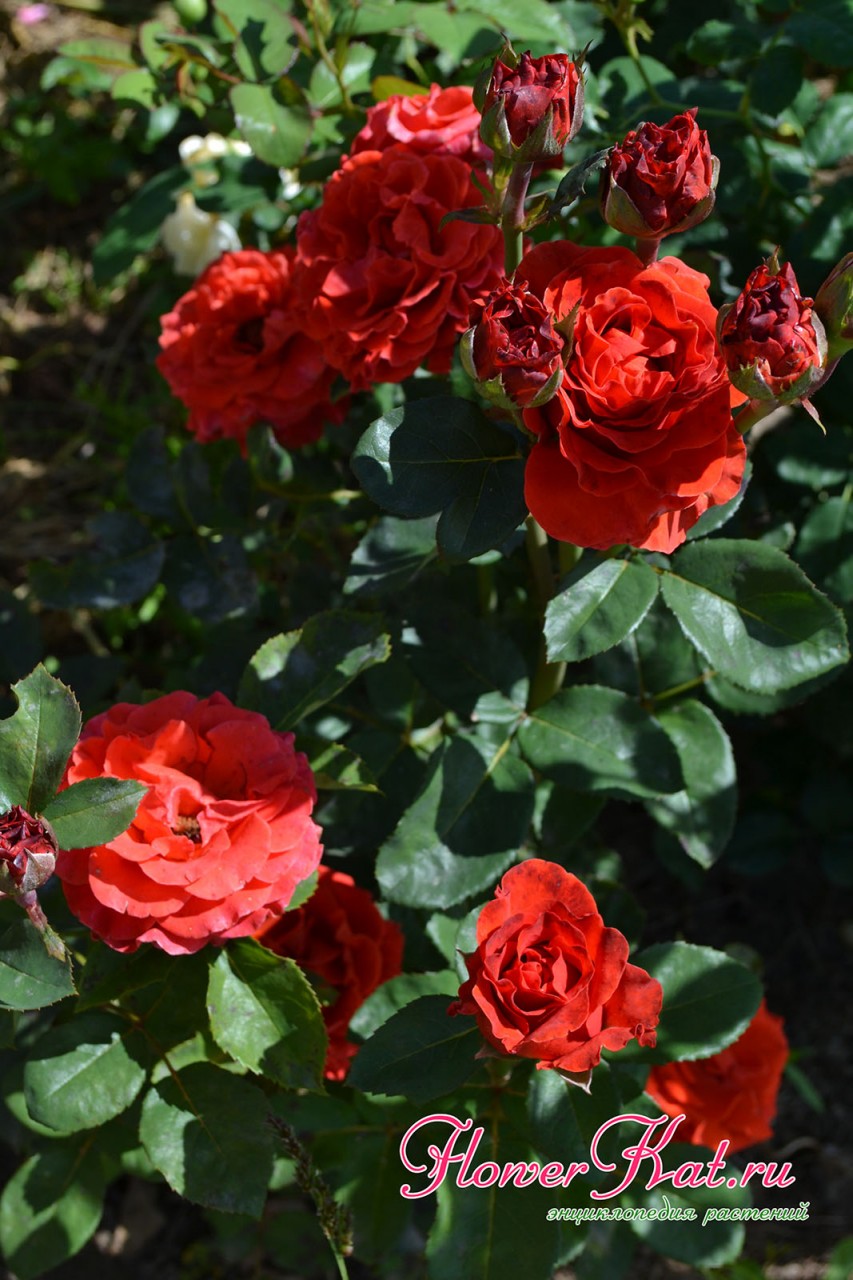Роза Эль Торро - цветение в первый год после посадки, но саженец погиб - фото