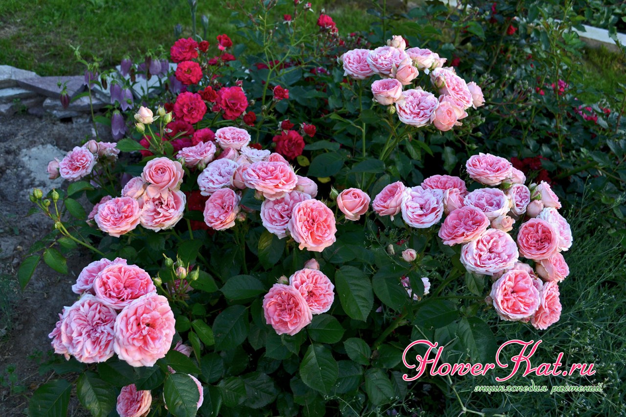 Цветущий куст розы флорибунда Кимоно - фото для энциклопедии роз
