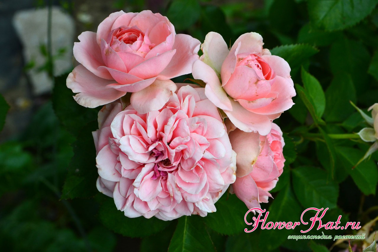 Роза кимоно шраб