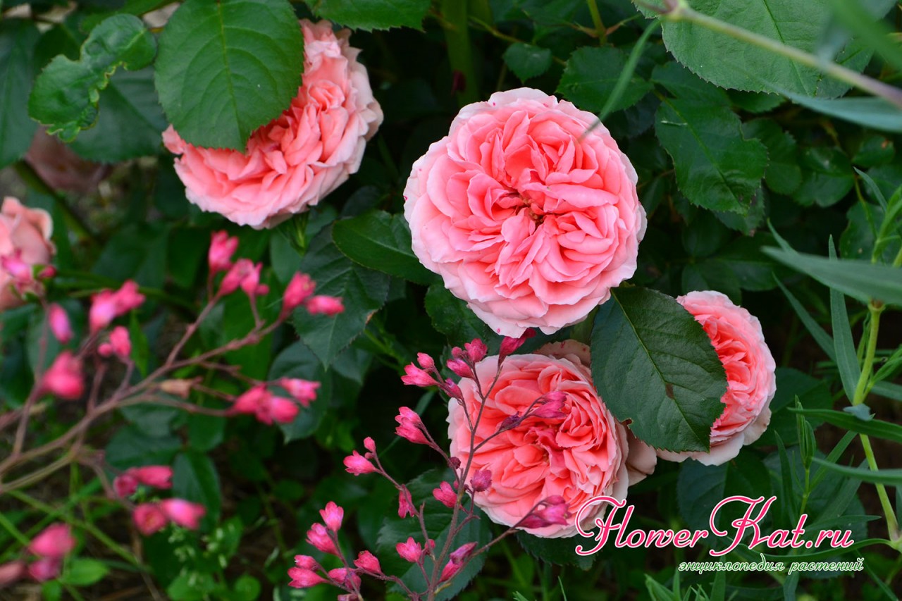 Пышное цветение розы Кимоно - фотография
