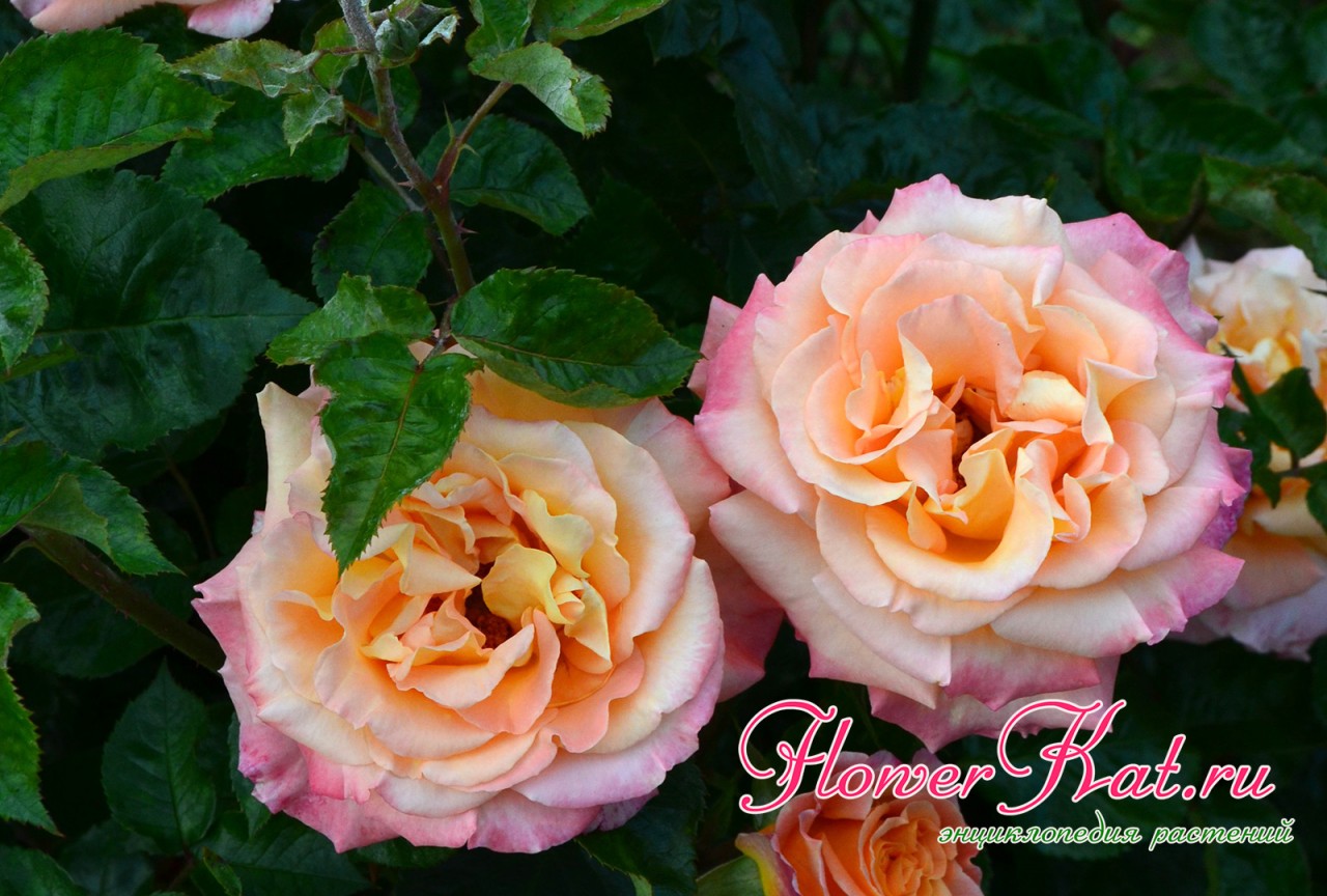 Роза Карамелла / Caramella - фото и отзывы в энциклопедии роз