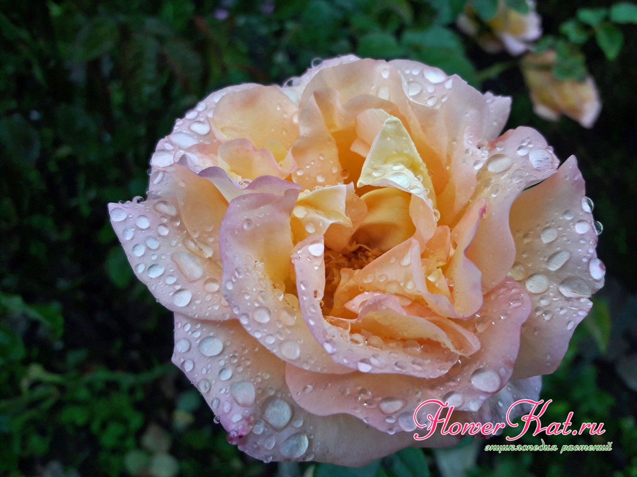 Распустившийся цветок розы Карамелла в каплях дождя - фото