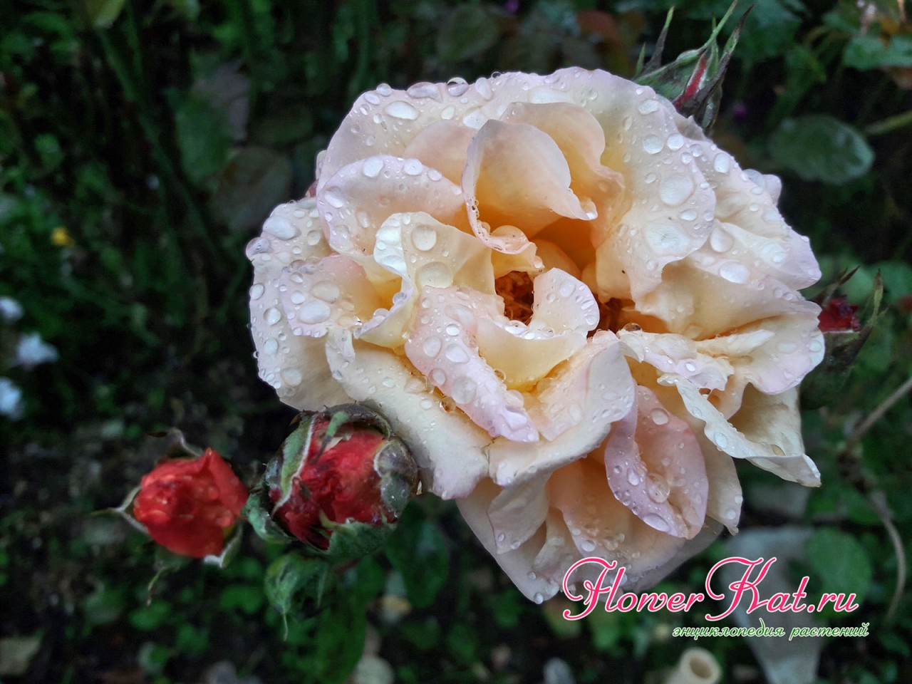 Проявление бежевых оттенков на лепестках розы Карамелла к концу срока цветения - фотографии