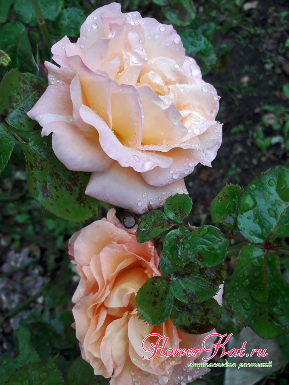 Большая часть розы Карамелла смотрят почти строго вверх - фотография