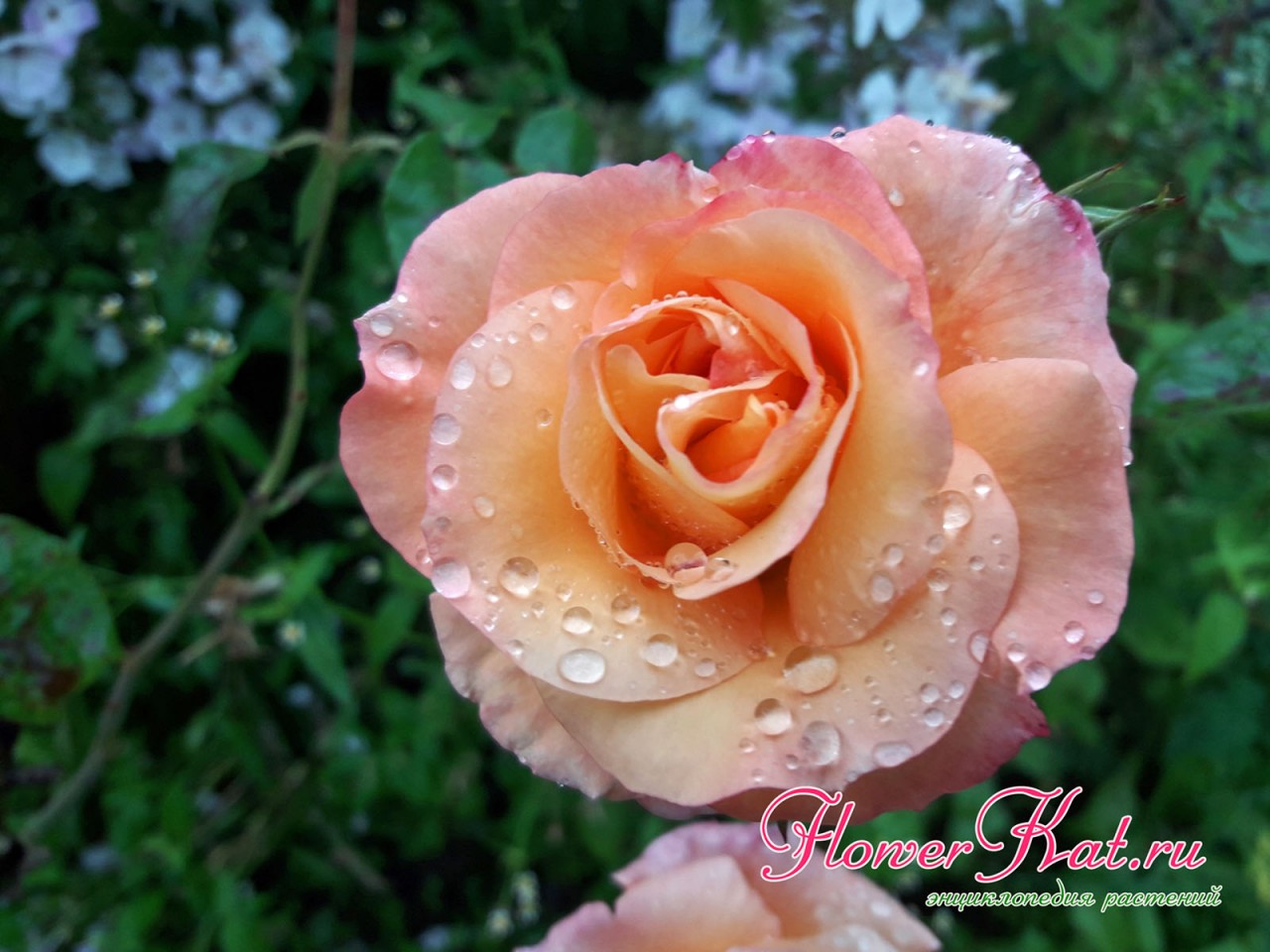 Распускающаяся роза Карамелла во вторую волну цветения - фото