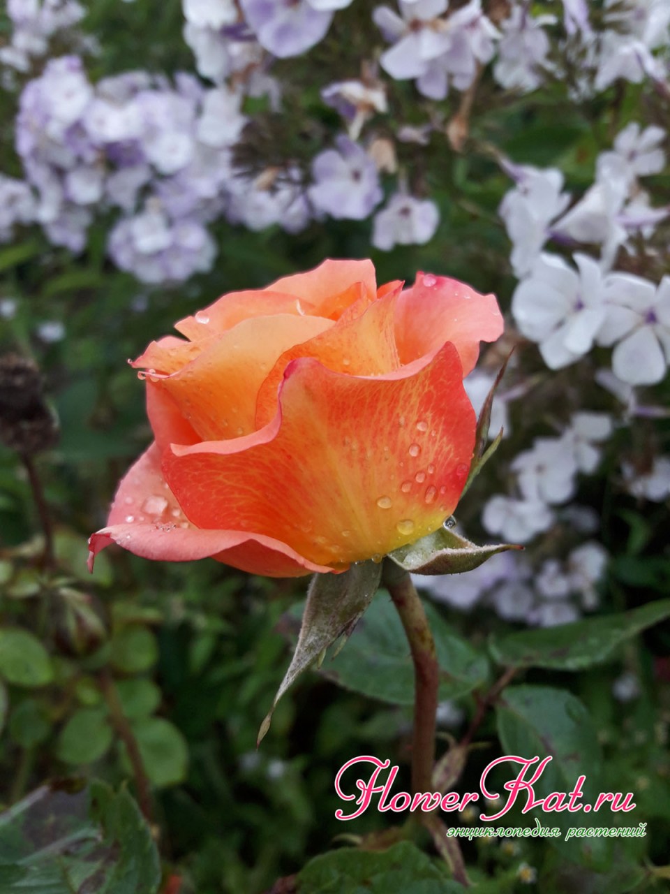Изменение цвета наружных лепестков розы Карамелла - фотография