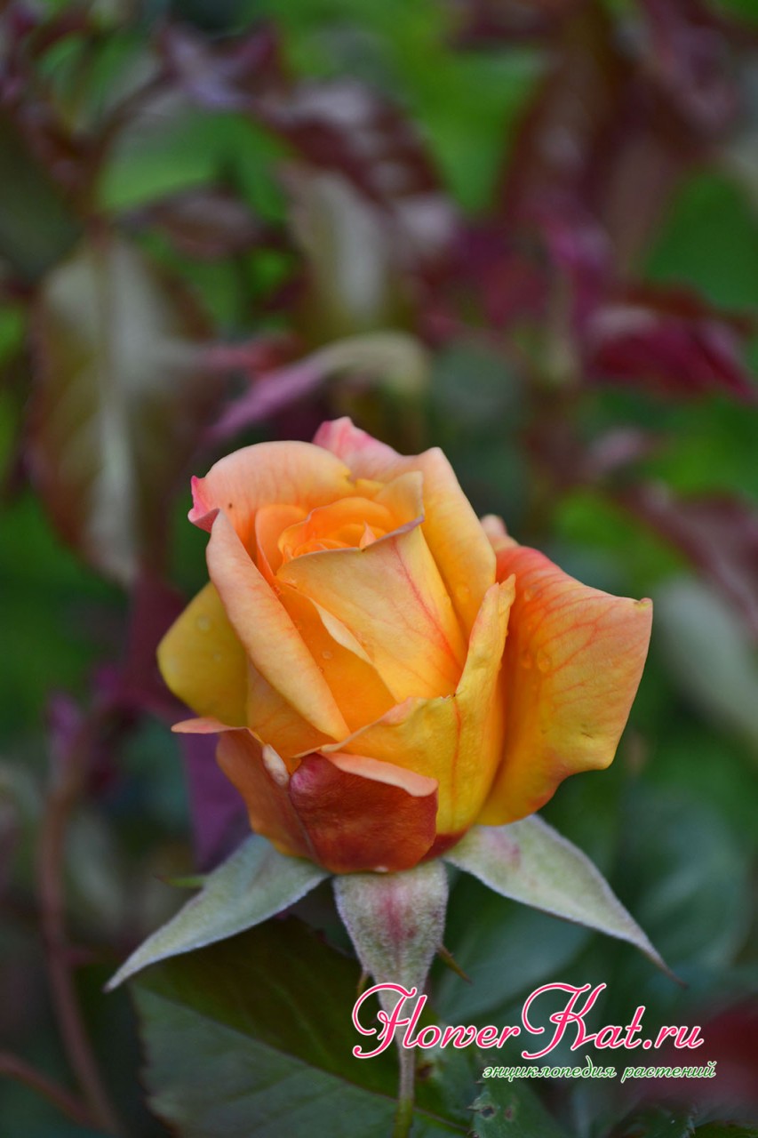 Некоторые бутоны розы Карамелла раскрываются неравномерно  - фотография