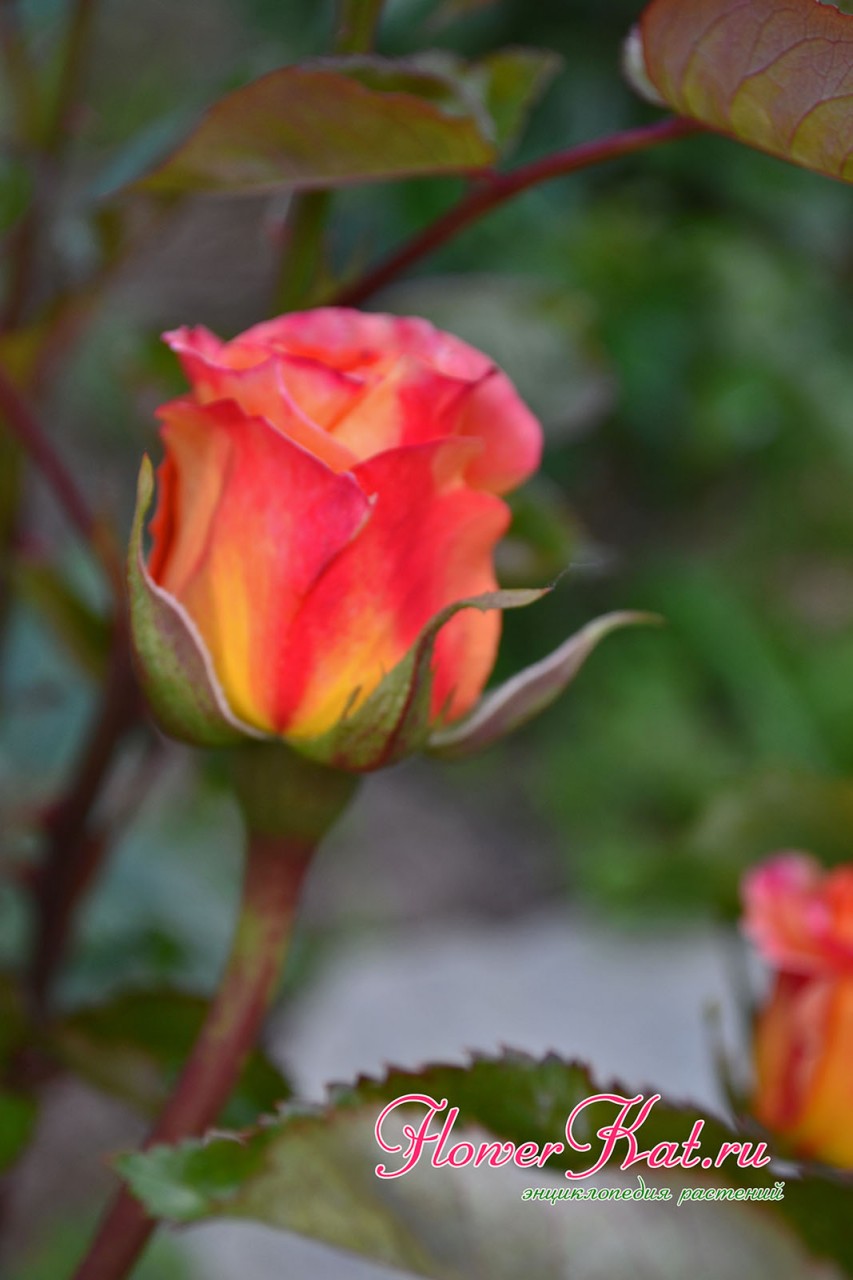 Фото бутона розы Карамеллы окрашенного в огненные цвета