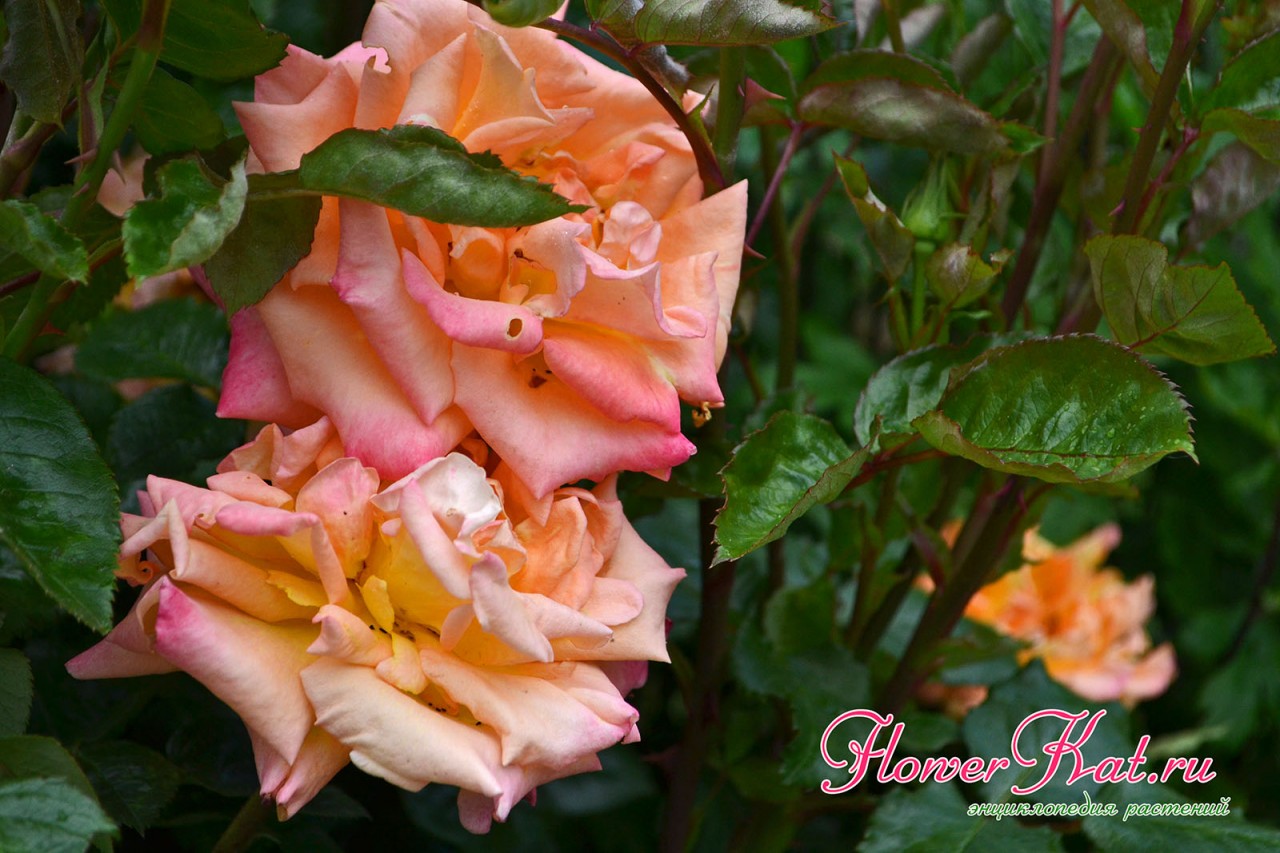 Отцветающие розы сорта Карамелла теряют привлекательность - фото