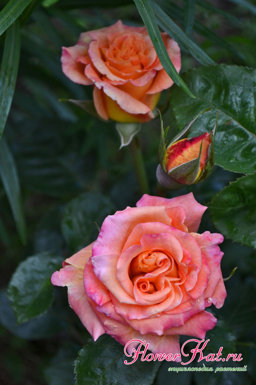 Роза Карамелла меняет цвет в прохладную погоду - фото
