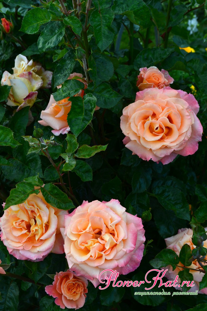 Роза Карамелла может похвастаться продолжительным цветением - фотография