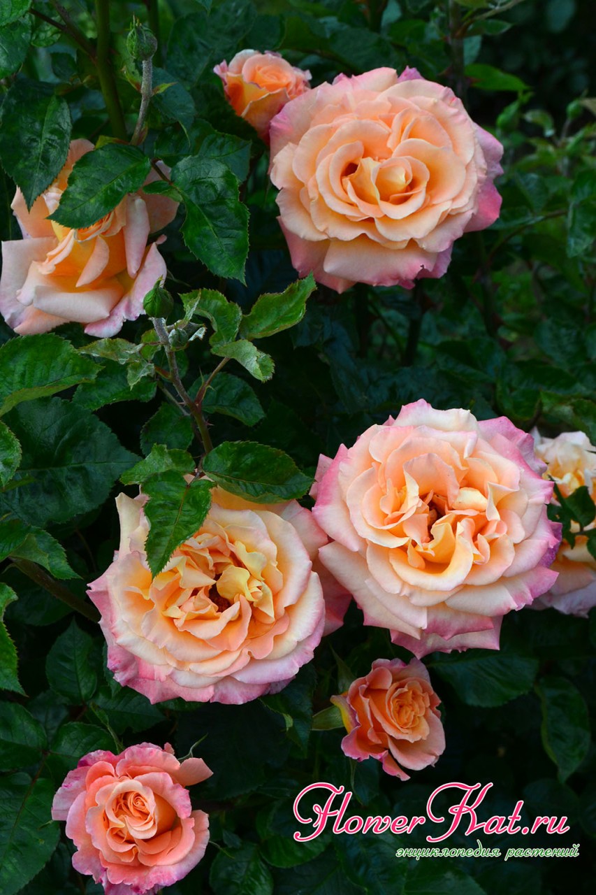 Пик первой волны цветения розы Карамелла - фото